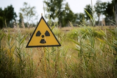 Černobilj 38 godina kasnije: Priroda se oporavlja, životinje razvijaju otpornost na radijaciju