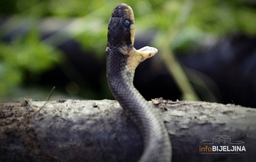 Ako zmija krene prema vama, jedan potez mogao bi da je otjera