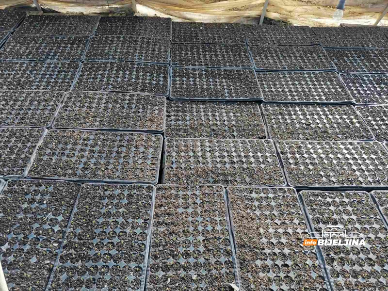 Počela sezona za povrtare: Uvoz obara cijenu, a potražnja smanjena