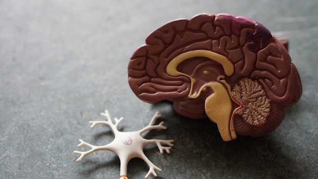 Mozak se može “preprogramirati”: Nauka otkriva kako da poboljšate pamćenje, navike i koncentraciju