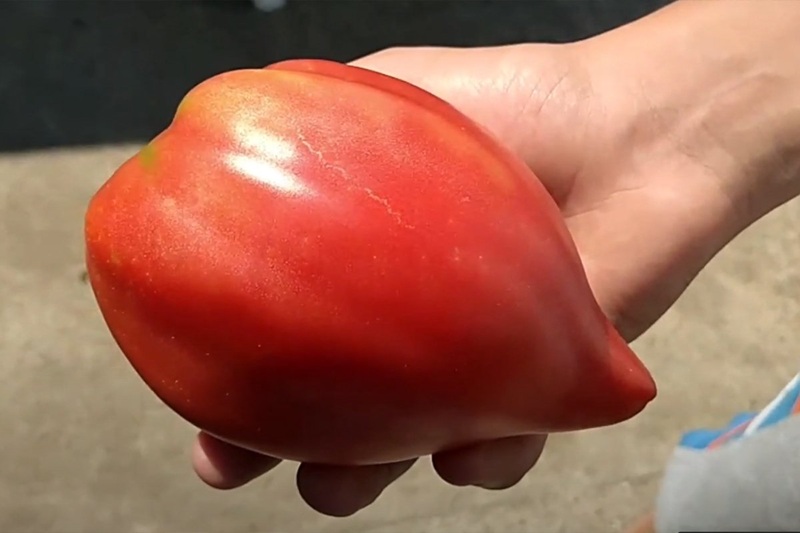 Paradajz koji daje plodove od 800 grama: Volovsko srce – favorit domaćih baštovana