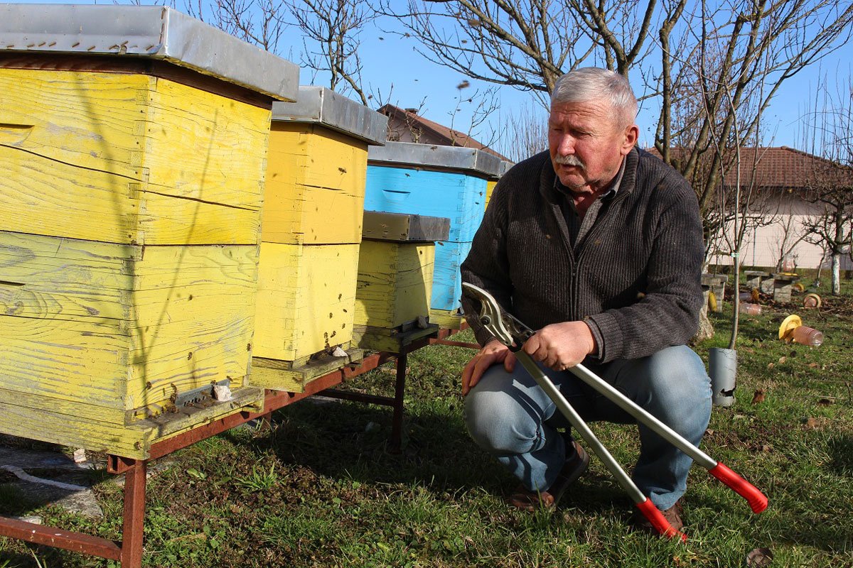 Fenomen prirode: Pčele rade u januaru