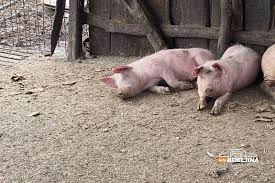 Panika u Slavoniji: Afrička kuga svinja stigla do Osijeka