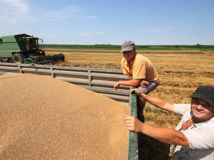Ratari pred pucanjem: Traže hitnu zaštitu domaće pšenice, prijete propast zbog uvoza