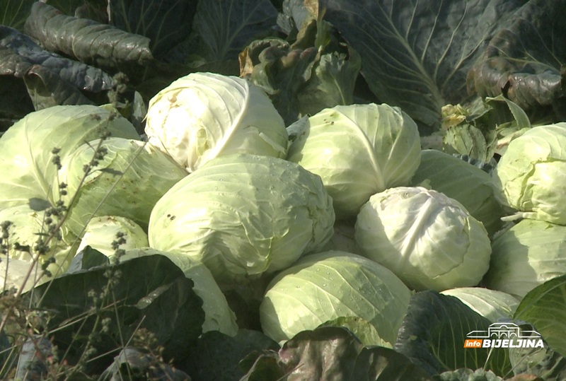 Ovo su 3 pravila kako da vam se KISELI KUPUS NE POKVARI