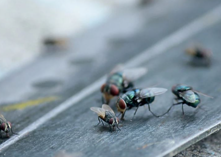 Kako otjerati muve jednostavnim trikovima