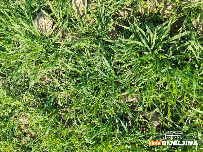 Poljoprivrednici u RS upozoreni: Neophodni tretmani protiv korova i bolesti za očekivane prinose