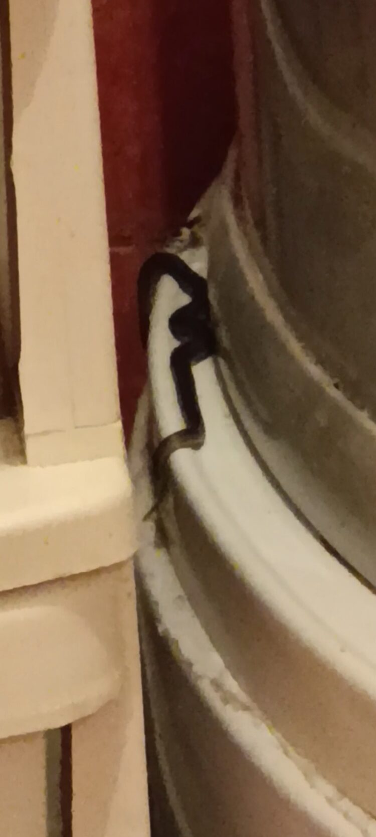 Otkrili leglo zmija u kući: Ne znaju šta da rade i kome da se obrate (FOTO)