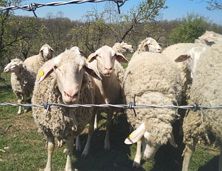 Strah od antraksa u BiH: Stanovništvu uz granicu s Hrvatskom naređene mjere opreza