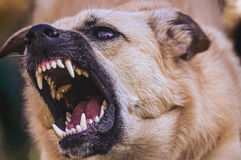 Ženu u Srbiji rastrgao pas, uhapšen komšija