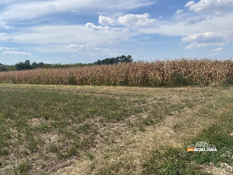 Šaroliki prinosi kukuruza u Semberiji: Jedni “beru” minuse, drugi “igraju” na provjerenu kartu