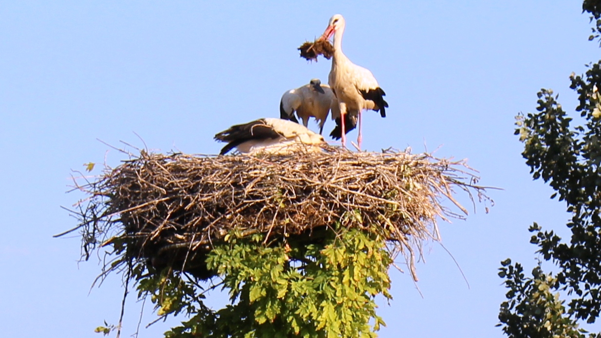 Tužna priča iz Bok Jankovca kod Gradiške: Rode se nisu vratile, kao da znaju da su njihovi domaćini bolesni (FOTO)