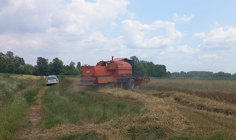 Semberija: Žetva pšenice u toku, prinosi ne obećavaju (FOTO)