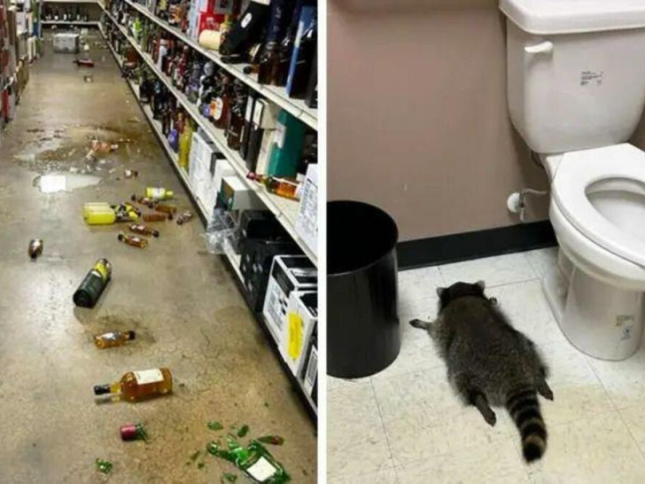 Policija traga za pijanim rakunom provalnikom