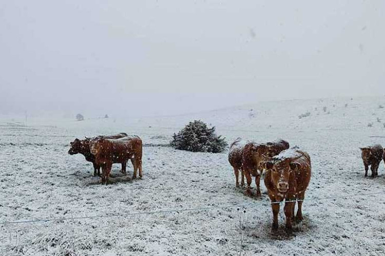 Snijeg ponovo zabijelio BiH