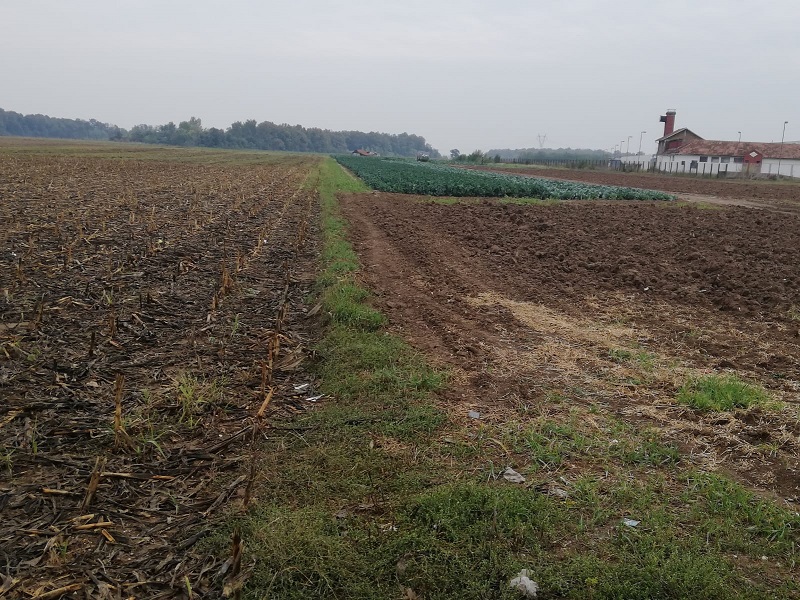 Kvalitet semberskog kupusa je neupitan, mora se urediti tržište i privući ozbiljni kupci 