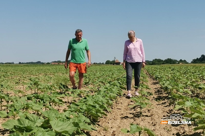 Suncokret u Semberiji ima stabilan prinosi i sigurnu zaradu za poljoprivrednike: Isplativiji i od pšenice i od kukuruza