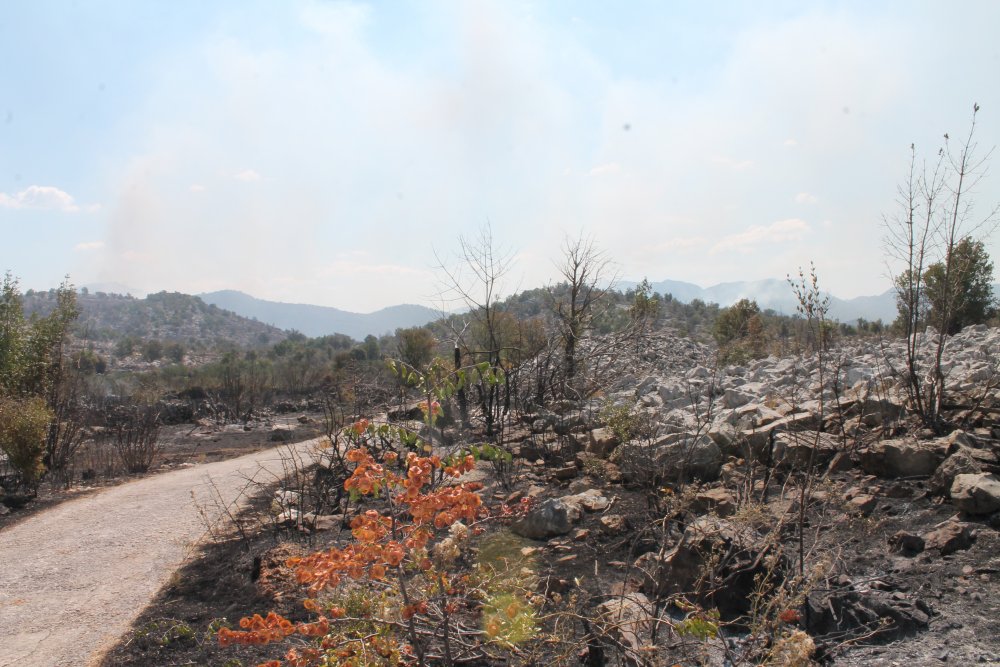 Vatra se proširila na planini Žaba u neumskom zaleđu