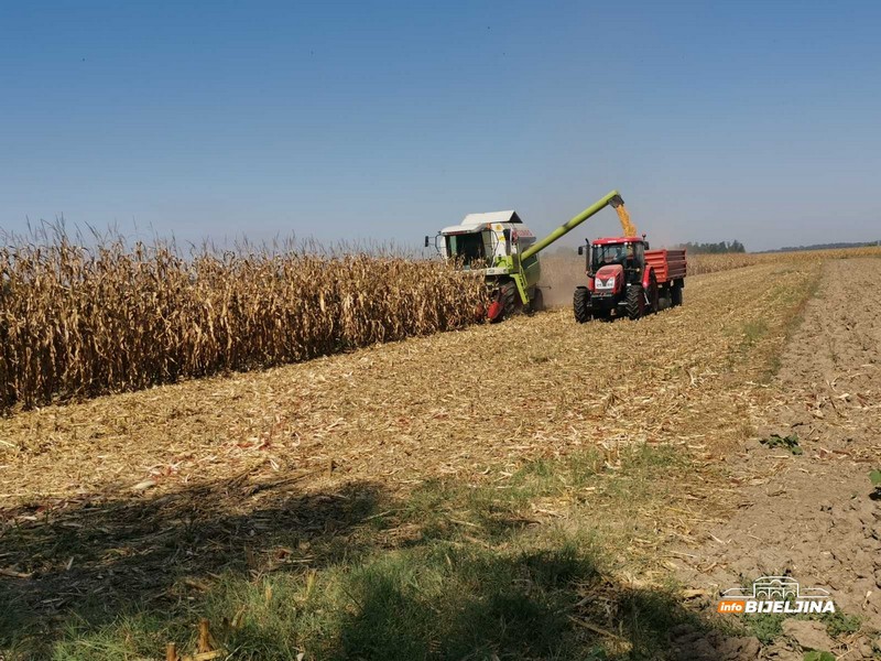 Prinosi kukuruza u Republici Srpskoj pali u 2025, cijena neizvjesna