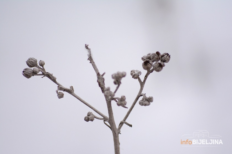 Jokić: Voćari da budu oprezni zbog najavljenog mraza