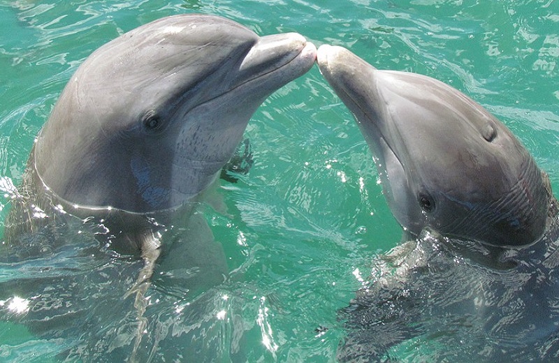Delfini imaju osobine slične ljudskim, radoznali su i društveni