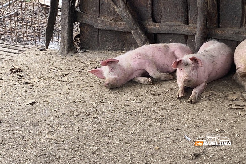 Tri nova žarišta afričke kuge svinja kod Vukovara – potvrđen nastavak širenja virusa