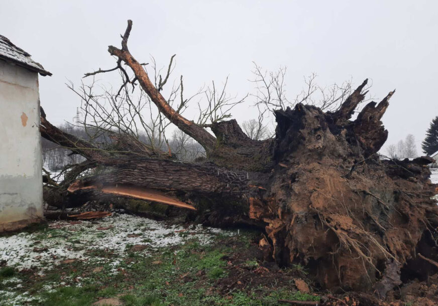 Babin hrast svjedok i ratova i ljubavi: Jedan od najraskošnijih i najstarijih stabala u Srpskoj otišlo u istoriju