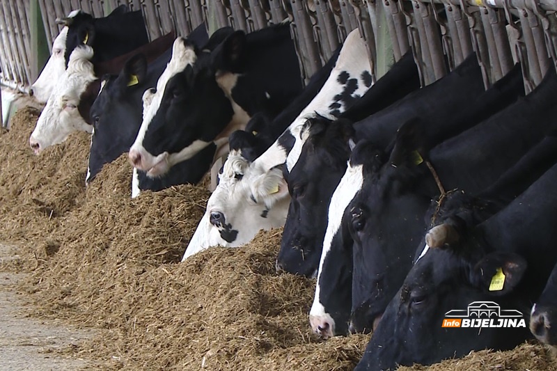 Panika u Hrvatskoj: Potvrđen antraks nakon masovnog pomora krava