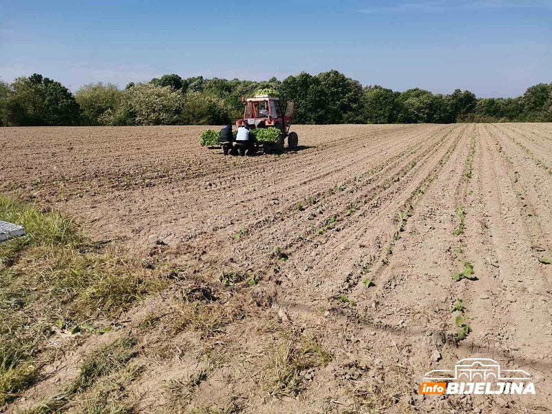 Nevremena otežavaju sadnju duvana: Hoće li proizvođači uspjeti završiti radove na vrijeme