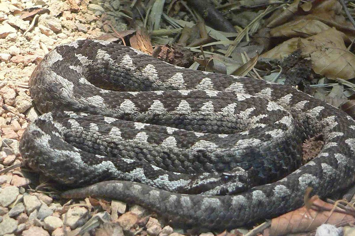 Djevojčica (12) koju je ugrizla zmija u stabilnom stanju