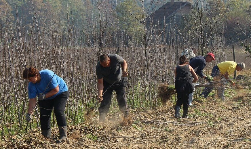 U Srpskoj će i SEZONCI plaćati doprinose