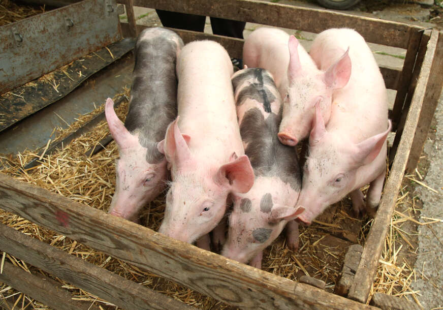 Da li je ovo moguće: Božić samo što nije, a CIJENA PRASIĆA bilježi nezapamćene trendove