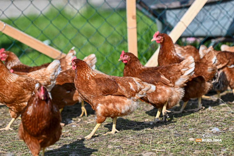 Jedinstvena farma u Semberiji: Imaju 600 koka nosilja, jaja prodaju i na društvenim mrežama (FOTO)