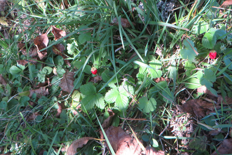 Vjerovali ili ne: Šumske jagode rodile u oktobru