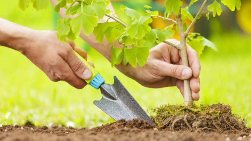 Bijeljina: Danas podjela besplatnih sadnica jasena u okviru projekta ,,Posadi svoj hlad