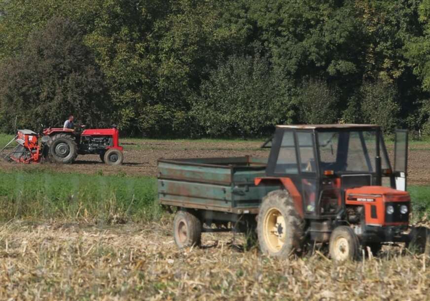 Rod manji nego lani: U Semberiji počela berba duvana
