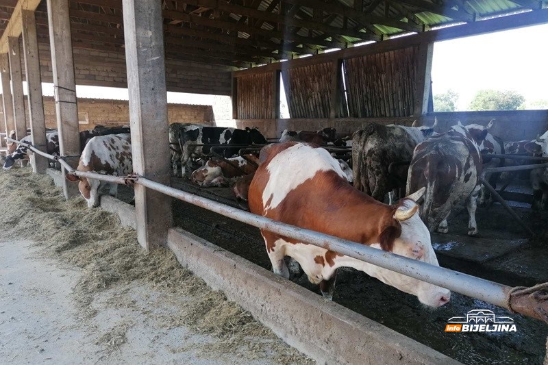 Bijeljinski farmer proizvodi 1.000 litara mlijeka dnevno: “Premije su nam praktično jedina zarada”