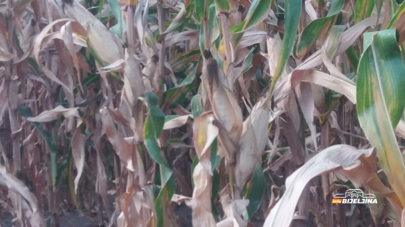 Mljekari RS traže hitnu reakciju: Aflatoksin u kukuruzu iz Srbije diže uzbunu