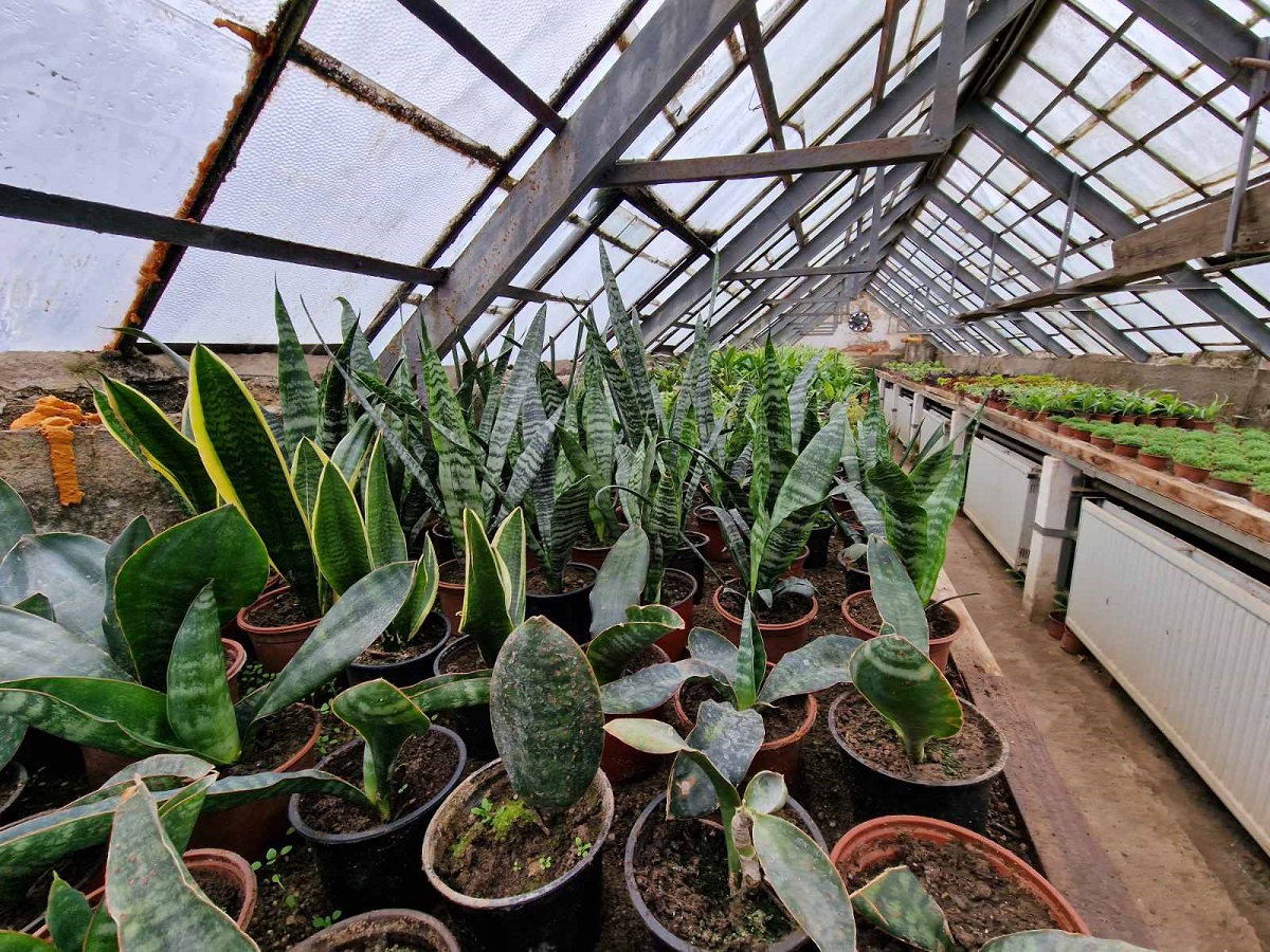 InfoBijeljina u posjeti rasadniku 