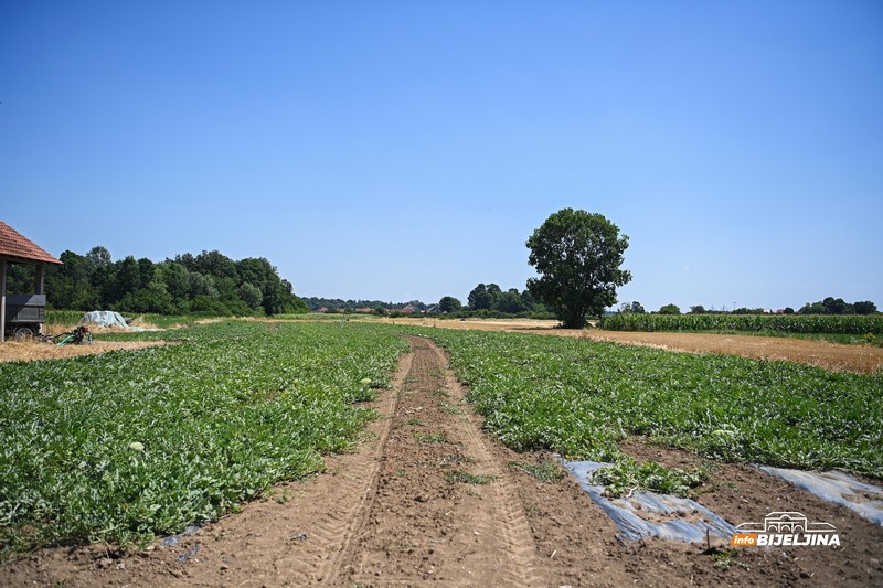 Poljoprivrednik iz Donjeg Crnjelova: Lubenicu prodamo za 0,40, a u marketima skuplja od marke (FOTO)