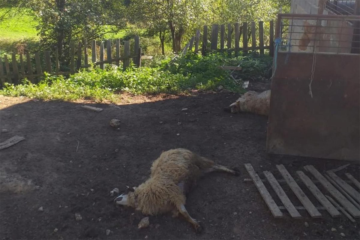 Medvjed teroriše domaćinstva kod Srebrenice: Usmrtio pet ovaca, jednog ovna odnio