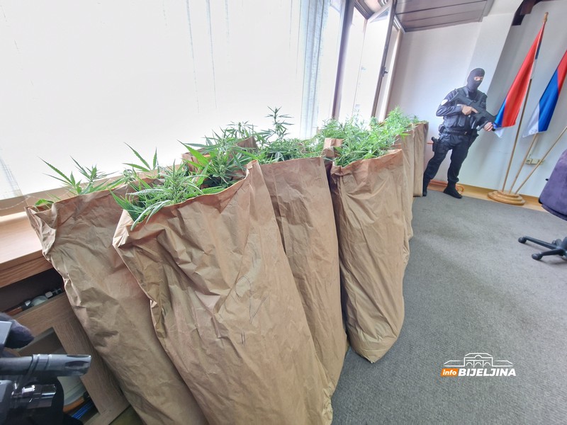 PU Bijeljina: Zaplijenili 172 kilograma marihuane, uhapšen muškarac iz Lopara (FOTO)