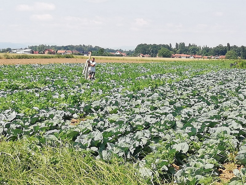 ODAVNO SE NALAZI NA TRPEZAMA U NJEMAČKOJ, AMERICI I AUSTRALIJI: Kupus kao brend Semberije
