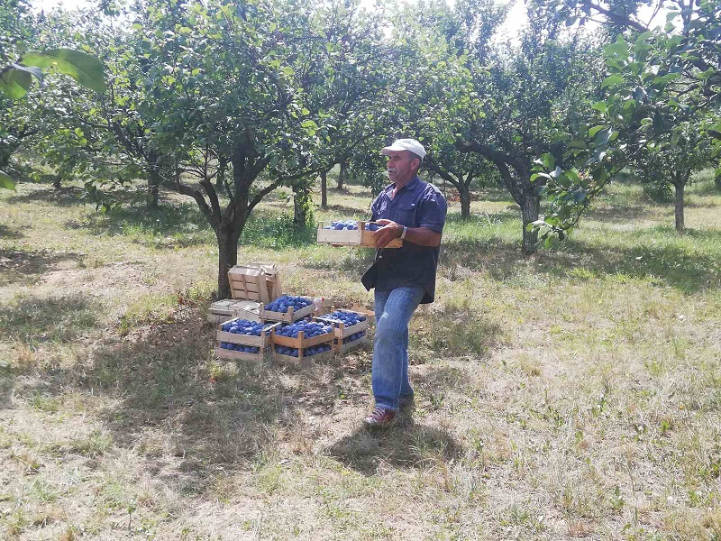 Majevički voćari zadovoljni ŠLJIVOVICA KOJA JE KVALITETOM OSVOJILA KUPCE NA SVIM KONTINENTIMA