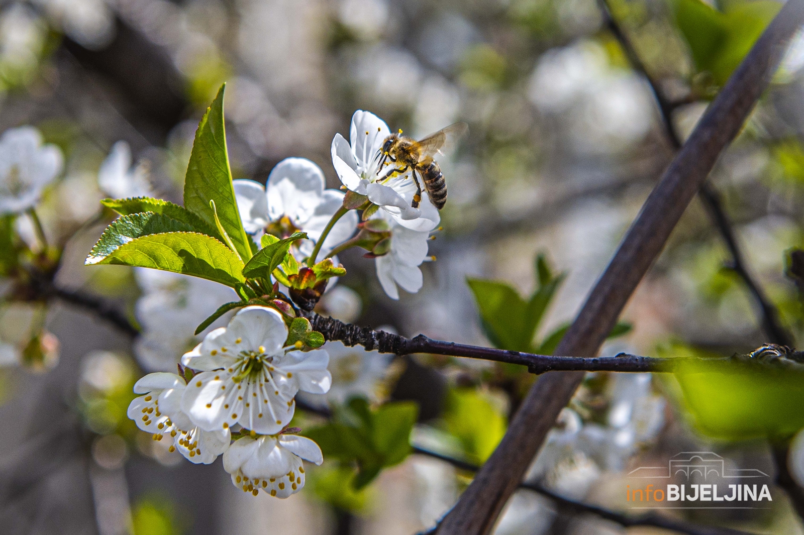 Evo kada ponovo možemo očekivati tople proljećne dane