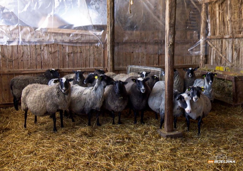 Semberac Milenko Urošević uzgaja carske romanovske ovce: Otporne i malo jedu, a puno daju (FOTO)