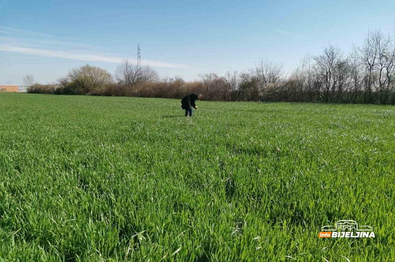 Bijeljinski ratarima pune ruke posla: Prinos žita može biti umanjen i do 50 odsto, kako to spriječiti?