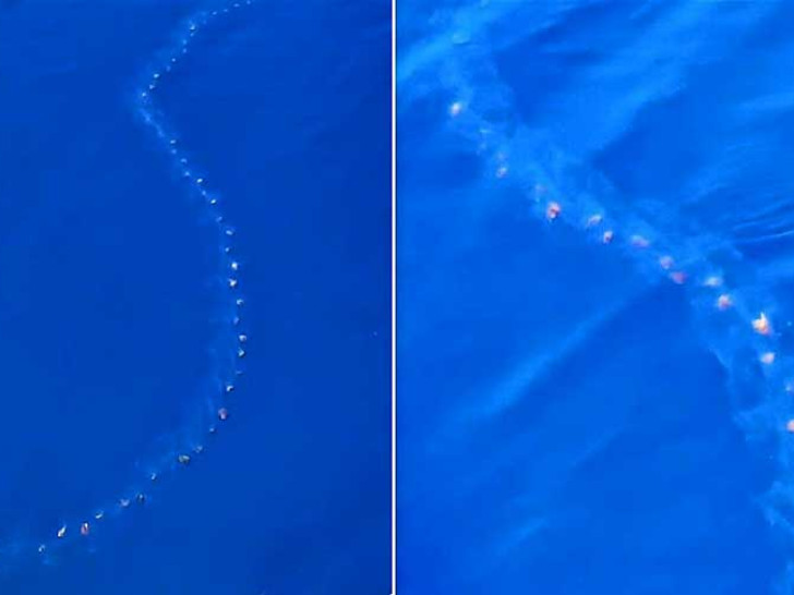 Misteriozna pojava kod Drvenika: Institut otkrio šta su prozirna bića koja su preplavila more /VIDEO/