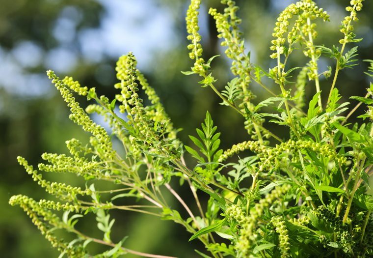 Ministarstvo poljoprivrede RS: Blagovremeno uklonite ambroziju sa svojih parcela