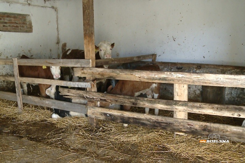 Semberski mljekari na ivici opstanka: “Kupujemo hranu za stoku, a 80 - 90 grla nije lako nahraniti” (FOTO)